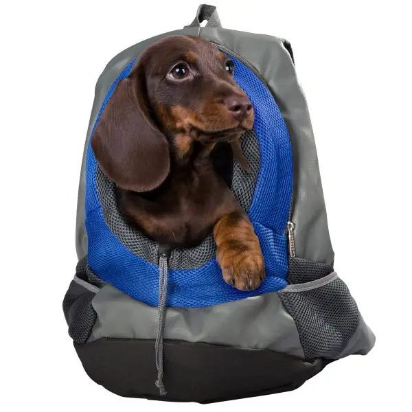 Direkt Vom Hersteller Rucksack für Hunde